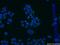 Golgin A1 antibody, 12640-1-AP, Proteintech Group, Immunofluorescence image 