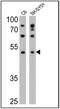 Dopamine Receptor D5 antibody, MA1-46025, Invitrogen Antibodies, Western Blot image 