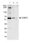 G3BP Stress Granule Assembly Factor 2 antibody, ab86135, Abcam, Western Blot image 