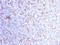 Hepatocyte Paraffin 1 antibody, orb389012, Biorbyt, Immunohistochemistry paraffin image 