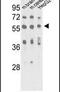 Methyl-CpG Binding Protein 2 antibody, PA5-12234, Invitrogen Antibodies, Western Blot image 