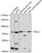 Neural EGFL Like 1 antibody, 13-600, ProSci, Western Blot image 