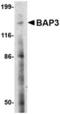 BAI1-associated protein 3 antibody, TA306541, Origene, Western Blot image 