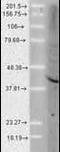 AHSA1 antibody, orb95882, Biorbyt, Western Blot image 