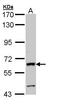 Alkaline Phosphatase, Intestinal antibody, TA308737, Origene, Western Blot image 