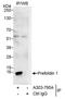 Prefoldin Subunit 1 antibody, A303-795A, Bethyl Labs, Immunoprecipitation image 