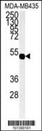 Connexin-45 antibody, 58-182, ProSci, Western Blot image 