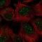 Gon-4 Like antibody, PA5-66076, Invitrogen Antibodies, Immunofluorescence image 