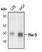 Transforming Growth Factor Beta 1 Induced Transcript 1 antibody, PA5-17540, Invitrogen Antibodies, Western Blot image 