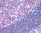 Protein Tyrosine Kinase 2 antibody, 49-365, ProSci, Immunohistochemistry frozen image 