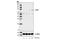 DExH-Box Helicase 58 antibody, 12869S, Cell Signaling Technology, Western Blot image 