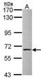 Zinc Finger And BTB Domain Containing 7A antibody, PA5-28144, Invitrogen Antibodies, Western Blot image 