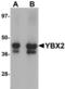 Y-Box Binding Protein 2 antibody, LS-B5321, Lifespan Biosciences, Western Blot image 