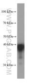 Capping Actin Protein, Gelsolin Like antibody, 66277-1-Ig, Proteintech Group, Western Blot image 