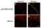Beta-Secretase 1 antibody, A00322, Boster Biological Technology, Immunofluorescence image 