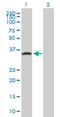 GPN-Loop GTPase 3 antibody, H00051184-B01P, Novus Biologicals, Western Blot image 