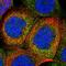 Stefin-B antibody, HPA017380, Atlas Antibodies, Immunocytochemistry image 