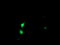 SSX Family Member 5 antibody, TA504385, Origene, Immunofluorescence image 
