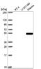 Zinc finger CCCH-type with G patch domain-containing protein antibody, NBP2-55609, Novus Biologicals, Western Blot image 