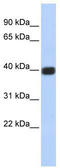 Gap Junction Protein Delta 2 antibody, TA341671, Origene, Western Blot image 