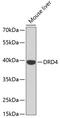 Dopamine Receptor D4 antibody, GTX54038, GeneTex, Western Blot image 