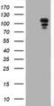 Progesterone Receptor antibody, TA800729, Origene, Western Blot image 