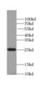 DNA-directed RNA polymerases I, II, and III subunit RPABC1 antibody, FNab07399, FineTest, Western Blot image 