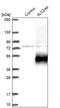Solute Carrier Family 2 Member 6 antibody, PA5-59932, Invitrogen Antibodies, Western Blot image 