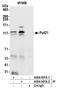 DNA polymerase delta catalytic subunit antibody, A304-007A, Bethyl Labs, Immunoprecipitation image 