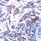 Jun Proto-Oncogene, AP-1 Transcription Factor Subunit antibody, 79-102, ProSci, Immunohistochemistry frozen image 