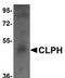 Calcium-binding and spermatid-specific protein 1 antibody, TA306879, Origene, Western Blot image 