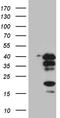 CAMP Responsive Element Modulator antibody, CF812013, Origene, Western Blot image 