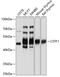 Cleavage Stimulation Factor Subunit 1 antibody, 19-939, ProSci, Western Blot image 