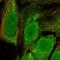 Small acidic protein antibody, HPA076406, Atlas Antibodies, Immunofluorescence image 