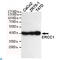 DNA excision repair protein ERCC-1 antibody, LS-C812959, Lifespan Biosciences, Western Blot image 