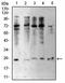 Cellular Communication Network Factor 2 antibody, orb317569, Biorbyt, Western Blot image 