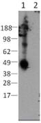CD207 Molecule antibody, 14-2075-80, Invitrogen Antibodies, Western Blot image 