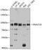 DnaJ Heat Shock Protein Family (Hsp40) Member C10 antibody, GTX64912, GeneTex, Western Blot image 