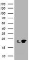 NME1 antibody, TA801286BM, Origene, Western Blot image 