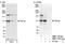 Peptidyl-prolyl cis-trans isomerase G antibody, NBP1-19116, Novus Biologicals, Western Blot image 
