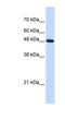 DNA Polymerase Mu antibody, NBP1-58202, Novus Biologicals, Western Blot image 