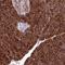 Anoctamin-6 antibody, HPA038958, Atlas Antibodies, Immunohistochemistry frozen image 