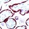 Chorionic somatomammotropin hormone antibody, PA5-32553, Invitrogen Antibodies, Immunohistochemistry frozen image 