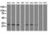 Replication Protein A2 antibody, LS-C114862, Lifespan Biosciences, Western Blot image 