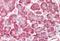 Chromosome 9 Open Reading Frame 116 antibody, MBS248260, MyBioSource, Immunohistochemistry paraffin image 