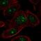 Zinc Finger Protein 692 antibody, NBP2-56800, Novus Biologicals, Immunofluorescence image 