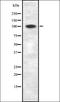 Zinc finger protein 217 antibody, orb337252, Biorbyt, Western Blot image 