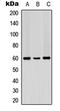 Programmed Cell Death 4 antibody, LS-C368462, Lifespan Biosciences, Western Blot image 