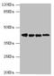 DnaJ Heat Shock Protein Family (Hsp40) Member A2 antibody, LS-C675644, Lifespan Biosciences, Western Blot image 