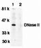 Deoxyribonuclease-2-alpha antibody, orb74352, Biorbyt, Western Blot image 